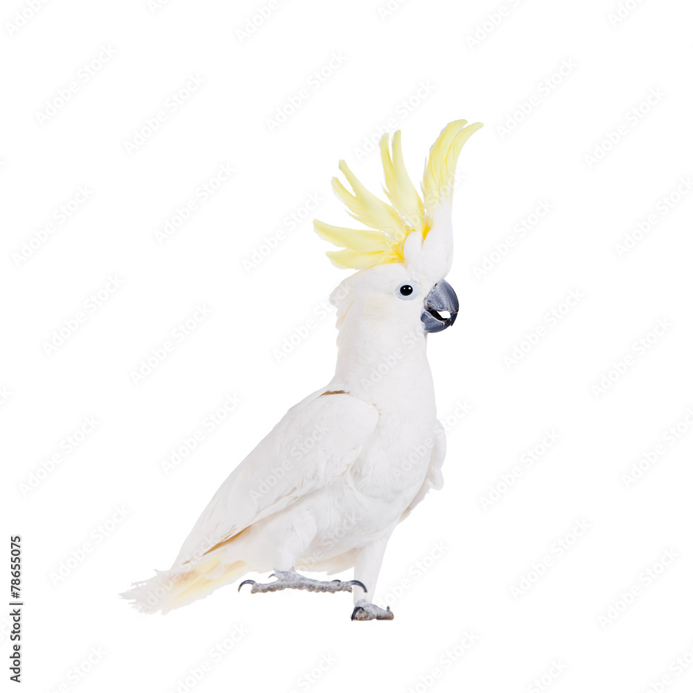 Naklejka premium Kakadu czubata siarki, na białym tle