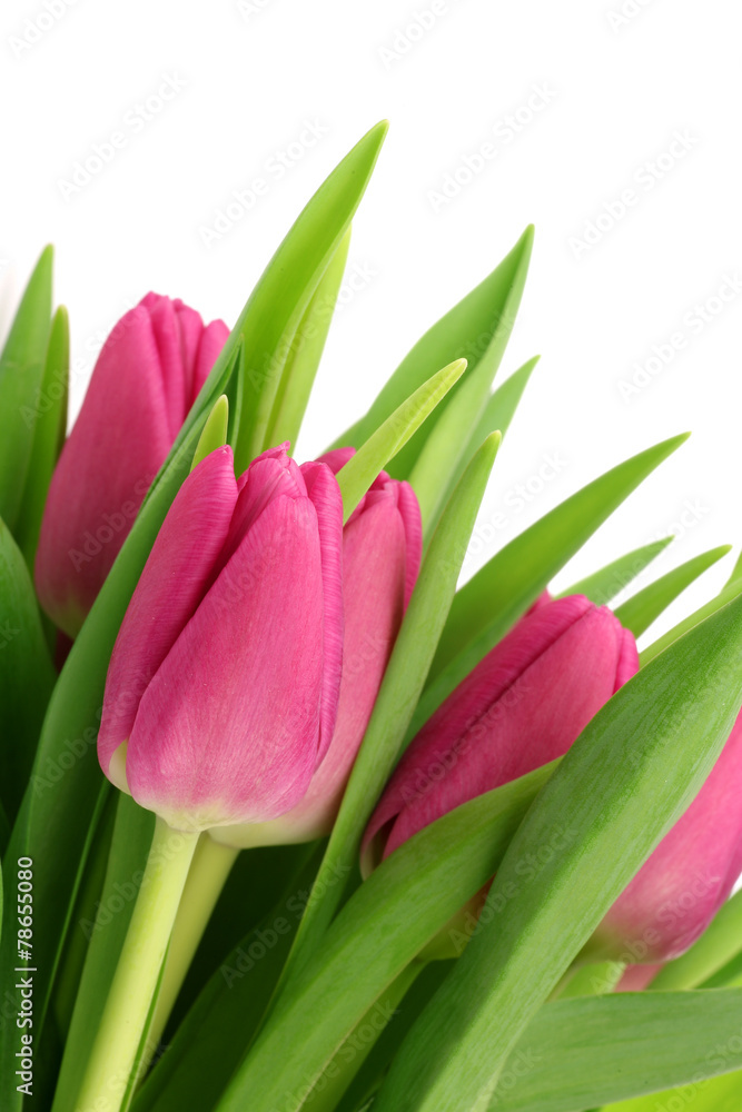Naklejka premium pink tulips on a white background