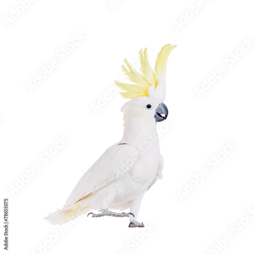 Sulphur-crested Cockatoo, isolated on white photo
