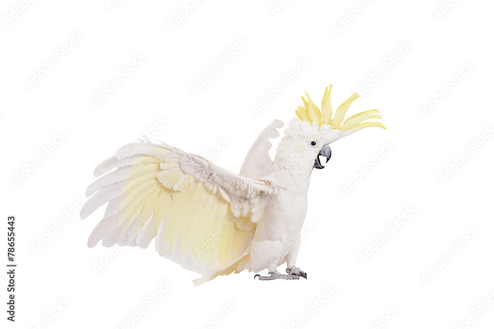 Fototapeta premium Sulphur-crested Cockatoo, isolated on white