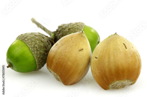 two hazelnuts and a branch with acorns on a white background