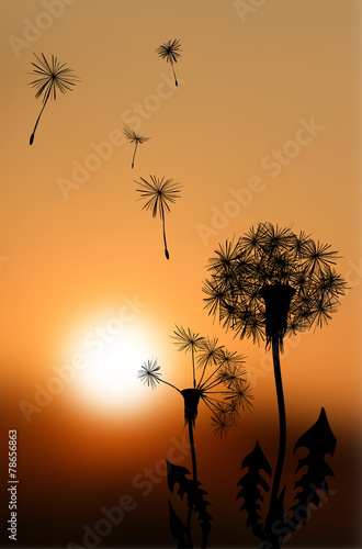 Silhouettes of fading dandelions at sunset - vector illustration