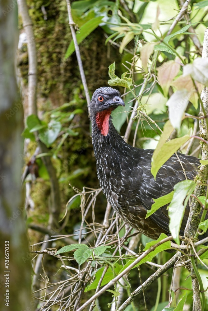 Wild bird typical of tropical forests called Jacuaçu Wild bird typical of tropical forests called Jacuaçu