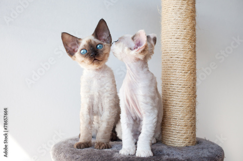 Funny devon rex kittens on the scratching post photo