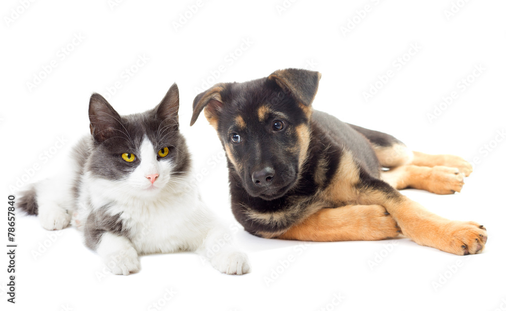 puppy and cat  looking