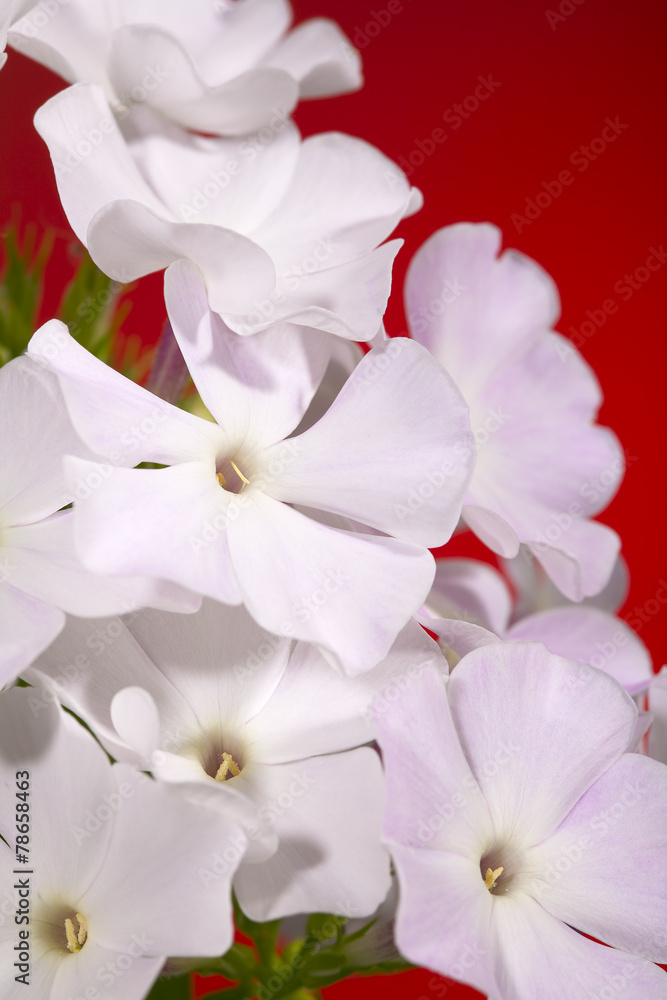 Phlox flowers Phlox flowers