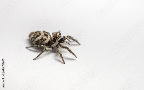 A Zebra Jumping Spider