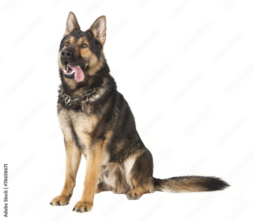 ein alter Schaeferhund ein alter Schaeferhund
