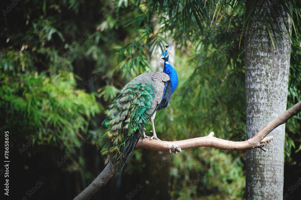 Fototapeta premium A beautiful peacock on a tree