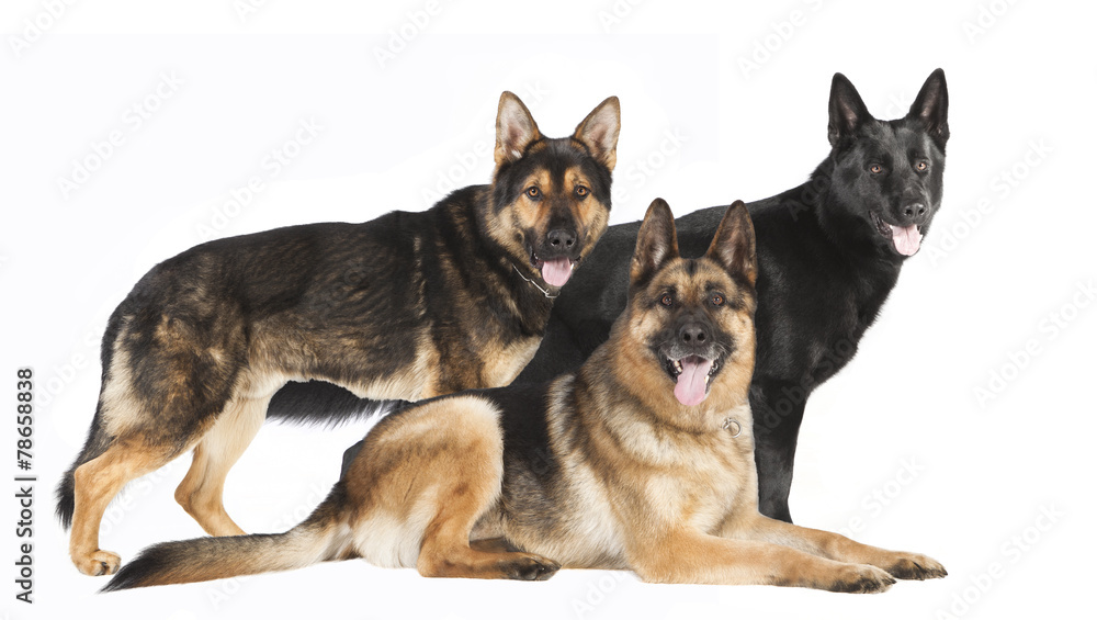 drei Schaeferhunde drei Schaeferhunde