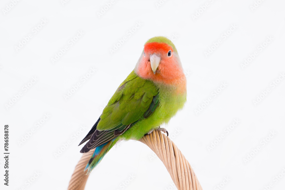 oiseau inséparable roséicolis - lovebird oiseau inséparable roséicolis - lovebird