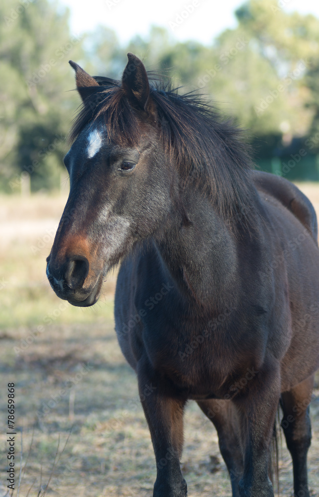 Obraz premium Cheval noir