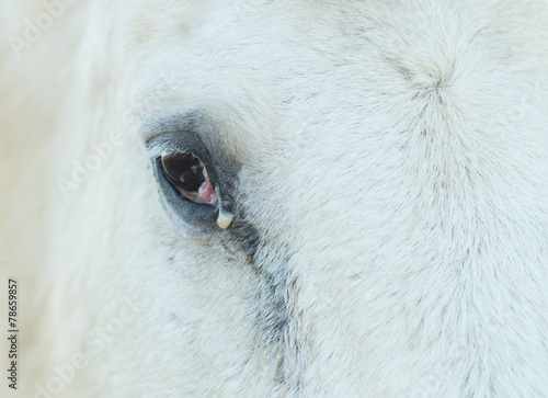 Œil de cheval malade