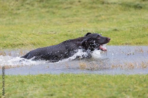 Glücklicher Hund