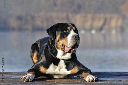 Greater mountain swiss dog photo