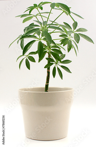Potted Houseplant