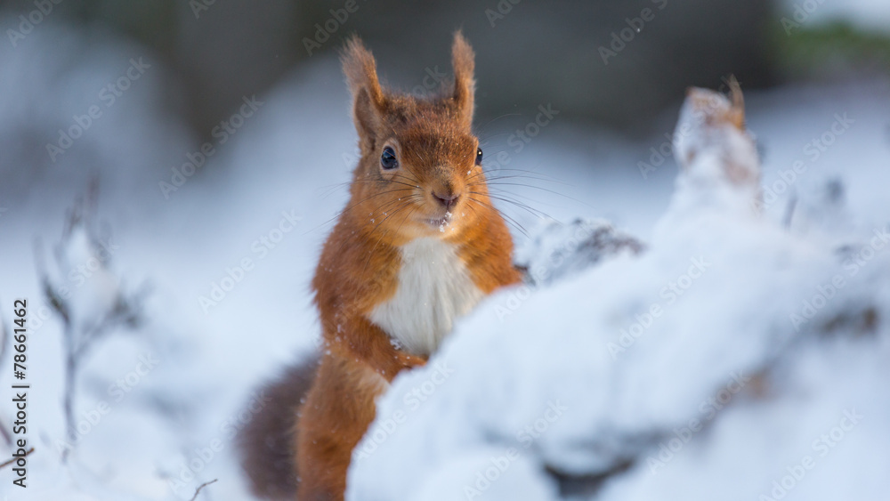 Red Squirrel appears from snow covered forest Red Squirrel appears from snow covered forest