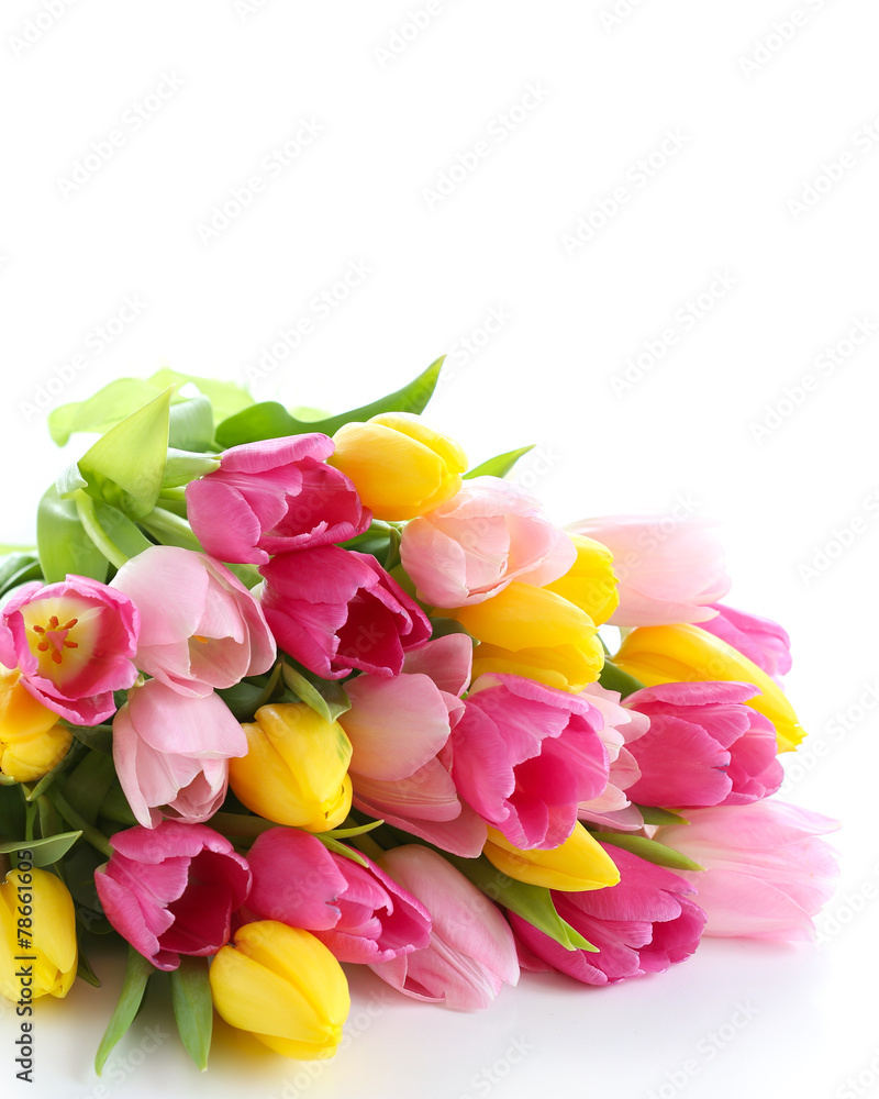 Obraz premium Tulpen