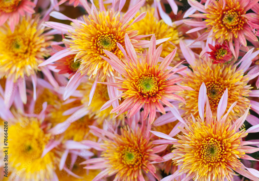 Fototapeta premium Natural background - aster flower-bed