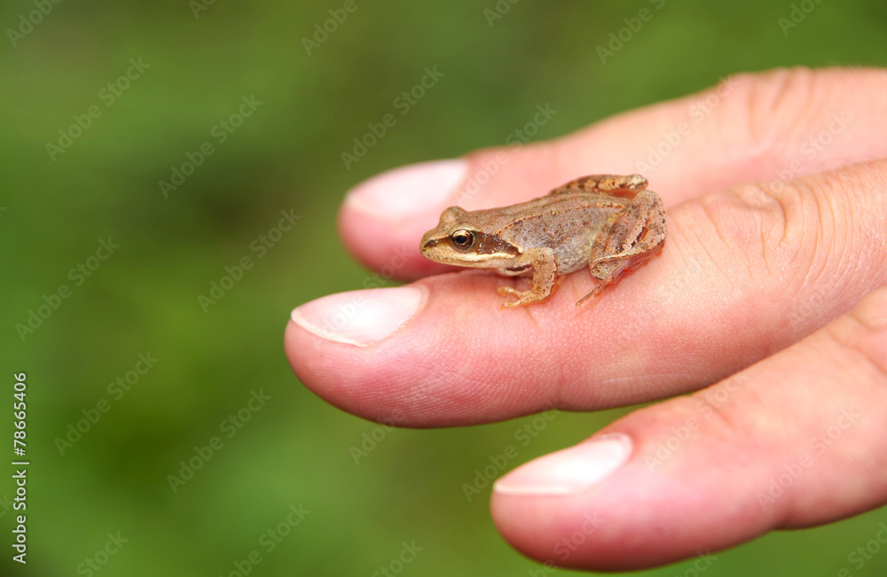 Edible Frog on hand Edible Frog on hand