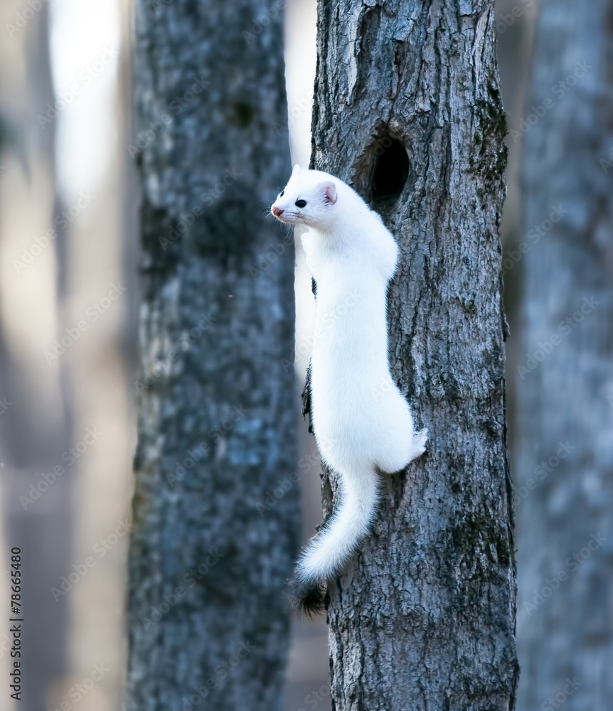 Obraz premium Ermine in a winter coat