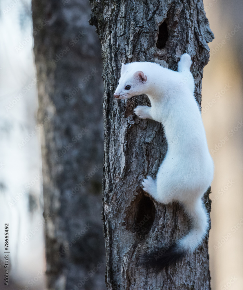 Fototapeta premium Ermine in a winter coat