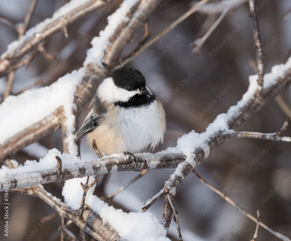 Naklejka premium Black-Capped Chickadee in Winter 