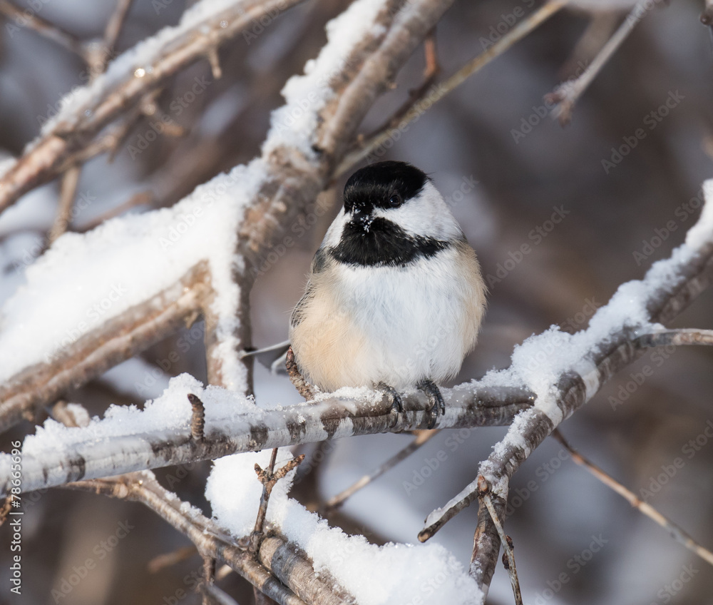 Fototapeta premium Black-Capped Chickadee in Winter 
