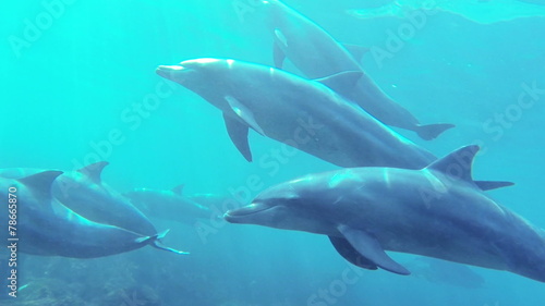 Swimming Dolphin