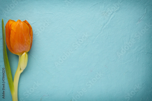 Fototapeta Naklejka Na Ścianę i Meble -  Tulip.