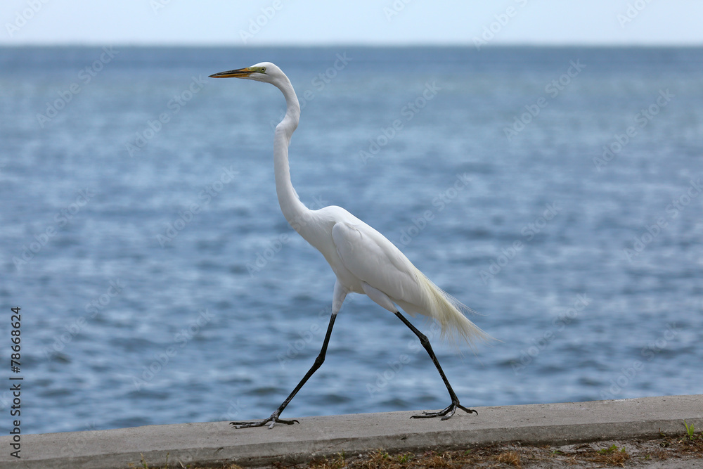 Great egret, Ardea alba, pacing