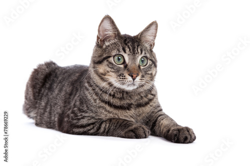 Fototapeta Naklejka Na Ścianę i Meble -  Domestic Shorthair Cat Portrait