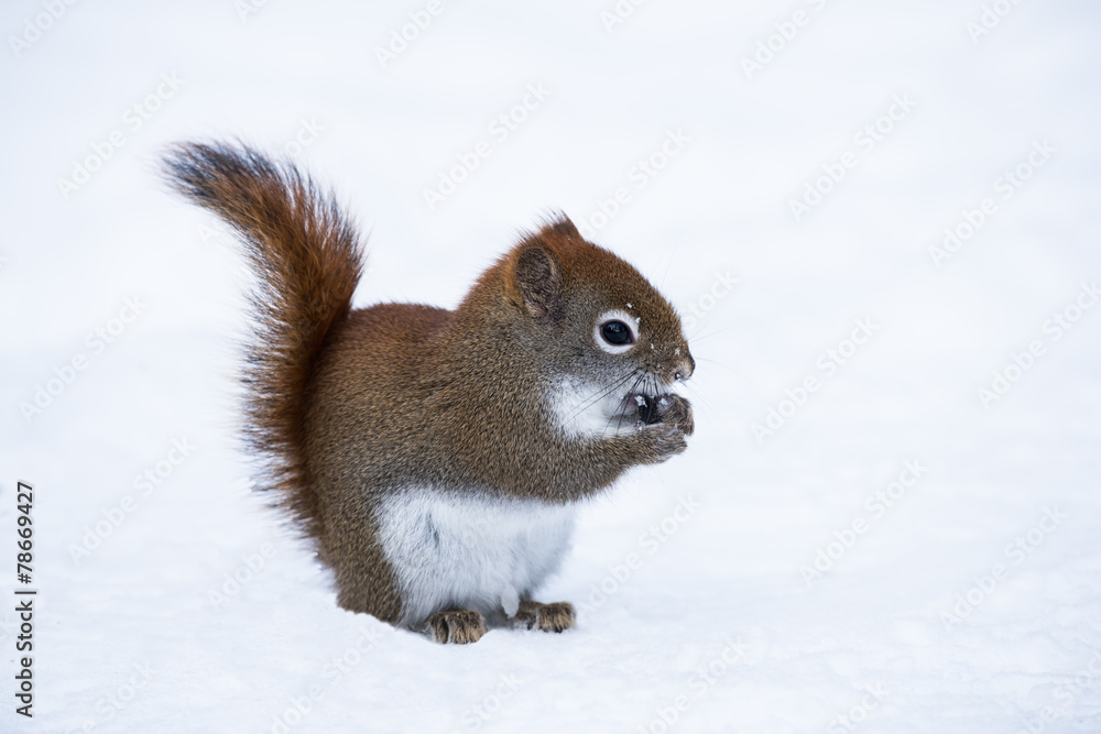 Squirrel in Winter Squirrel in Winter