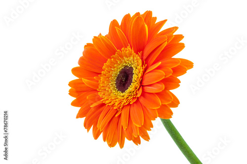 Fototapeta Naklejka Na Ścianę i Meble -  Orange Gerbera Daisy Isolated on White