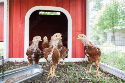 Baby Rhode Island Red Chickens in a Coop