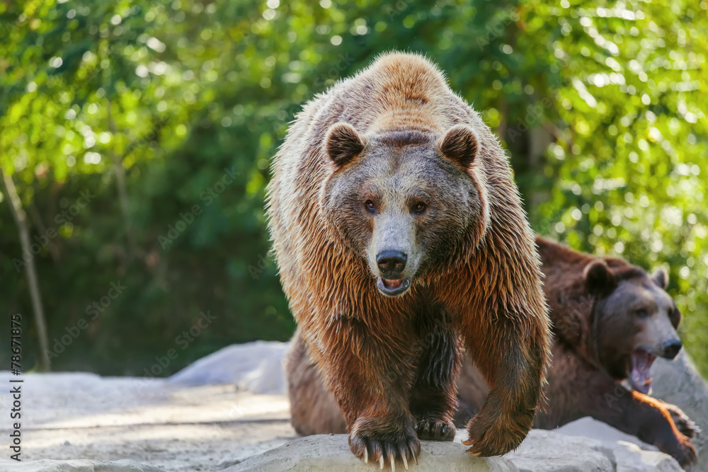 Obraz premium Grizzly brown bear looking forward, front view