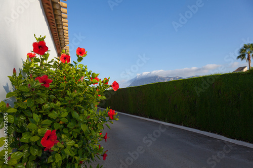 Bush of red hibiscus in the village street.Denia, Spain/