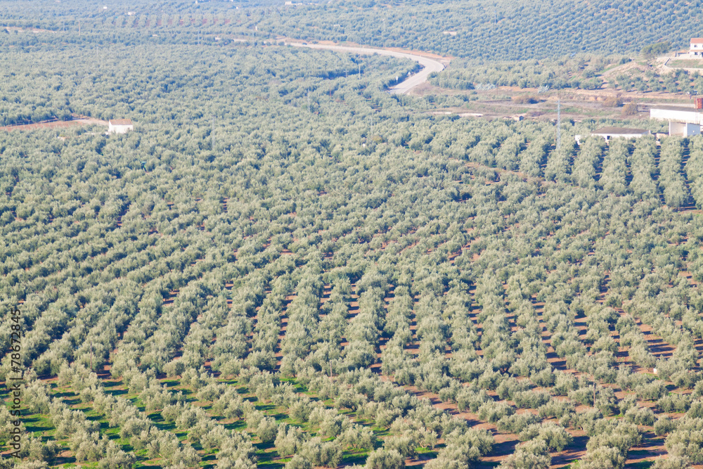  olives plant
