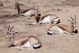  Saharian Dorcas Gazelles  in wildness