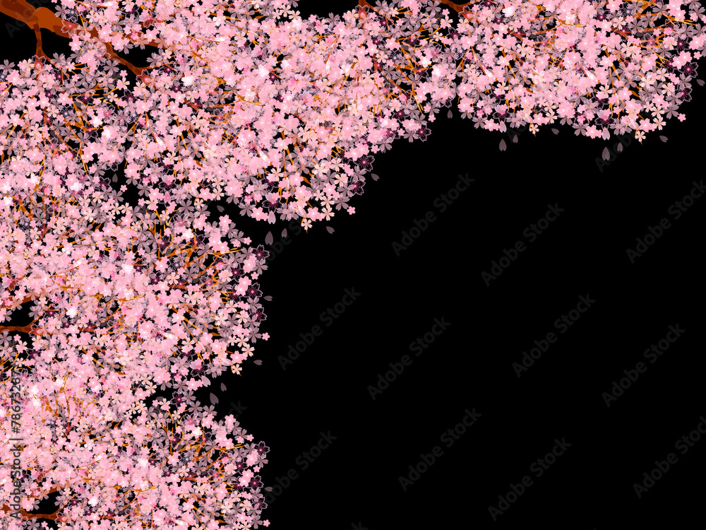 桜 花 背景 桜 花 背景