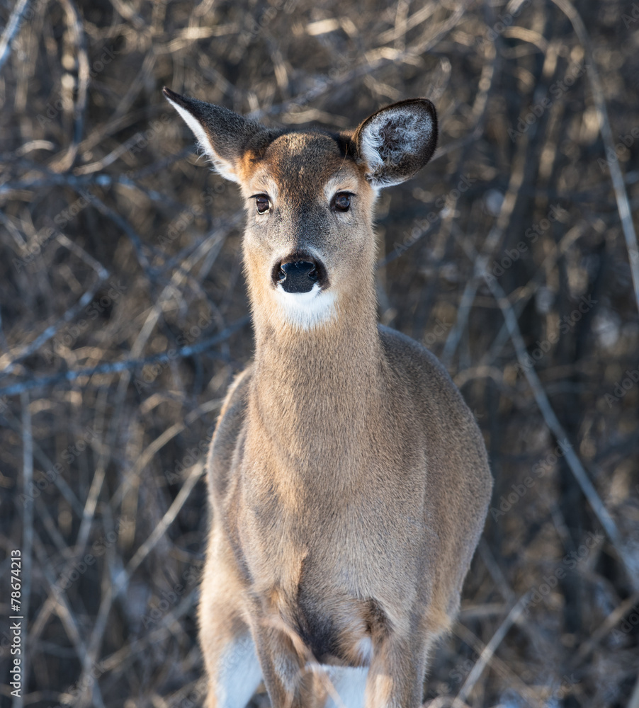 Fototapeta premium White-tailed Deer Doe in Winter