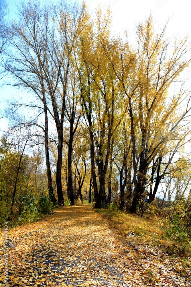 Fototapeta premium Осенняя дорога