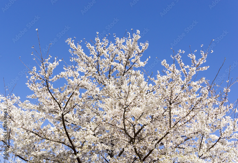 桜　快晴青空　シンプル背景用