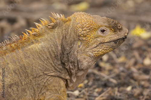Land Iguana on the Galapagos Island