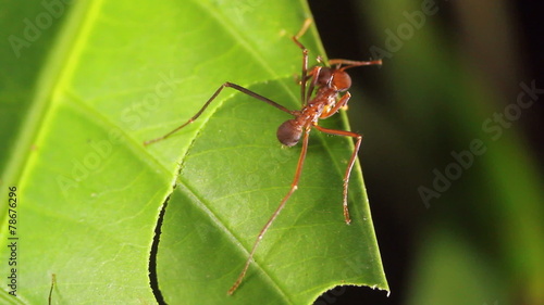 Leaf cutter ants (Atta sp.) in the rainforest, Ecuador photo