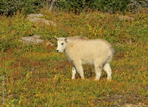 Kid Mountain Goat in Glacier National Park