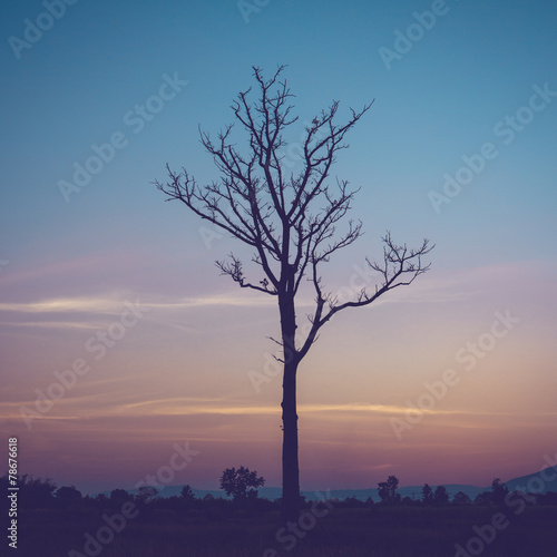 tree silhouette and twilight with vintage effect
