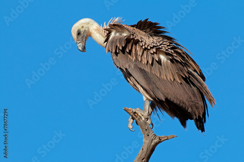White-backed vulture (Gyps africanus) photo