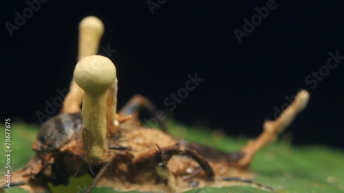 Cordyceps fungus infecting a cricket in rainforest, Ecuador photo