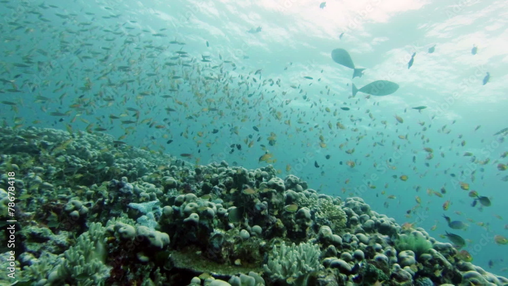 Coral reef and school of fish Coral reef and school of fish